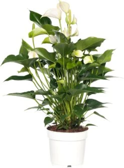 Flamingoplant (Anthurium Andreanum 'White Champion') D 21 H 70 Cm