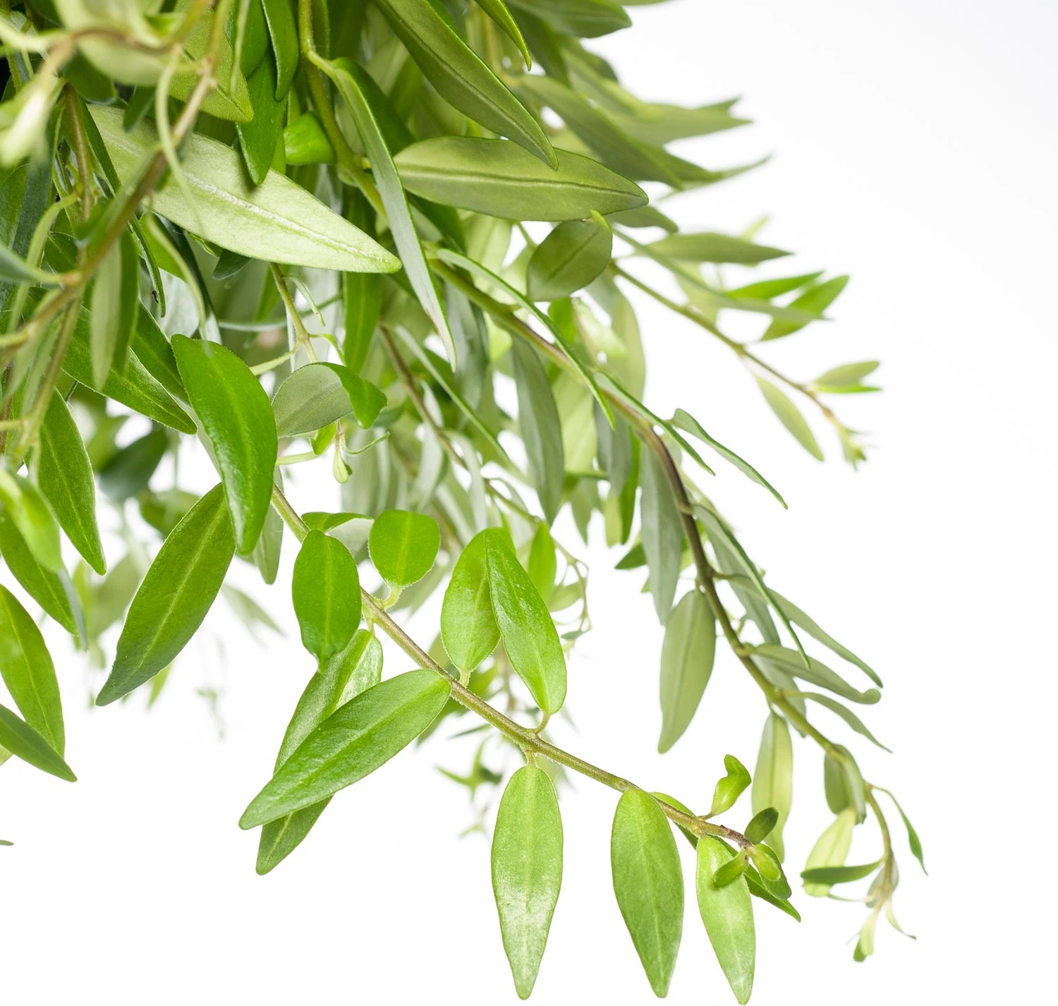 Lippenstiftplant (Aeschynanthus 'Japhrolepis') D 15 H 25 Cm 3 Lippenstiftplant (Aeschynanthus 'Japhrolepis') D 15 H 25 Cm - Afbeelding 2