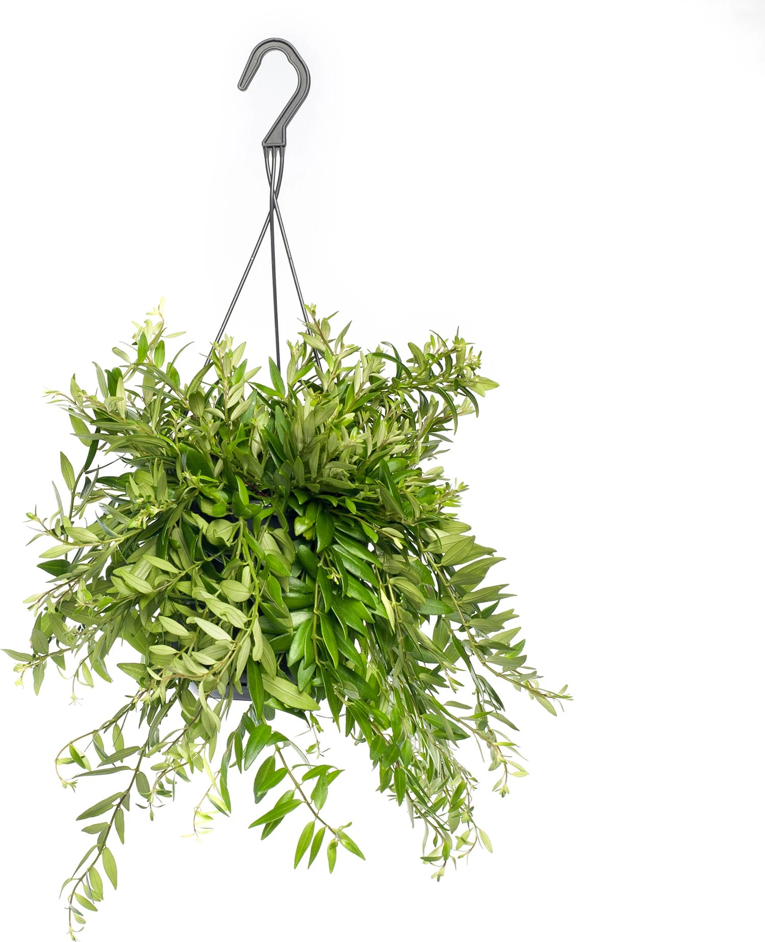 Lippenstiftplant (Aeschynanthus 'Japhrolepis') D 15 H 25 Cm 2 Lippenstiftplant (Aeschynanthus 'Japhrolepis') D 15 H 25 Cm