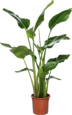 Paradijsvogelplant (Strelitzia Nicolai) D 24 H 100 Cm