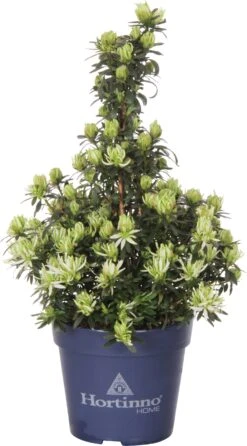 Azalea (Rhododendron Hortinno 'MagiSnow') D 13 H 40 Cm