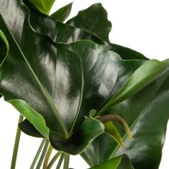 Binnenplanten Winkel 4 Binnenplanten Winkel -Binnenplanten Winkel 8717263252412 2