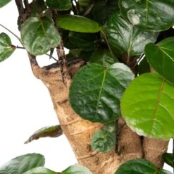 Binnenplanten Winkel -Binnenplanten Winkel 8717263252764 2