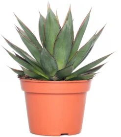 Binnenplanten Winkel 12 Agave (Agave 'Shaka Zulu') D 15 H 30 Cm