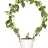 Bamboeorchidee (Dendrobium Nobile 'Apollon') Op Boogrekje D 12 H 45 Cm -Binnenplanten Winkel 8717263416289 2