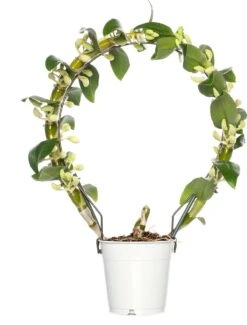 Bamboeorchidee (Dendrobium Nobile 'Apollon') Op Boogrekje D 12 H 45 Cm