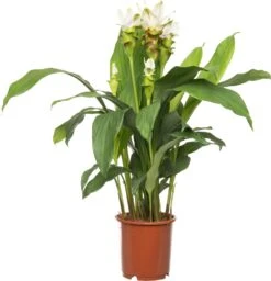 Curcuma (Curcuma 'Stardust') D 15 H 60 Cm