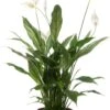 Lepelplant (Spathiphyllum 'Silver Cupido') D 17 H 65 Cm -Binnenplanten Winkel 8717263456865