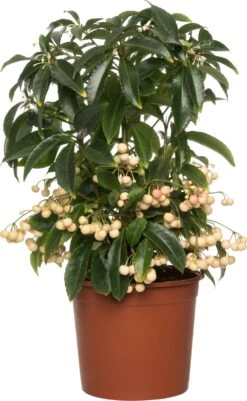 Ardisia (Ardisia Crenata) D 14 H 40 Cm