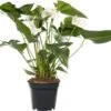 Flamingoplant (Anthurium Andreanum 'White Winner') D 17 H 55 Cm -Binnenplanten Winkel 8717263467892