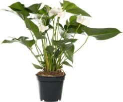 Flamingoplant (Anthurium Andreanum 'White Winner') D 17 H 55 Cm