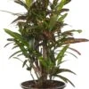 Croton (Codiaeum Variegatum 'Mrs Iceton') D 17 H 55 Cm -Binnenplanten Winkel 8717263469995