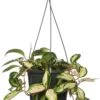 Wasbloem (Hoya Carnosa 'Tricolor') D 15 H 30 Cm -Binnenplanten Winkel 8717263541967