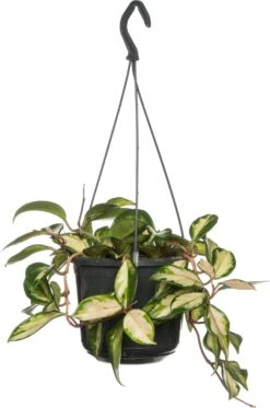 Wasbloem (Hoya Carnosa 'Tricolor') D 15 H 30 Cm