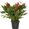 Flamingoplant (Anthurium Andraeanum 'Million Flowers') D 17 H 50 Cm -Binnenplanten Winkel 8717263546214