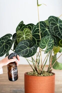 Aderplant (Anthurium Clarinervium) D 32 H 75 Cm