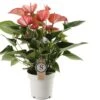 Flamingoplant (Anthurium Andraeanum 'Livium Red') D 14 H 50 Cm 1 Flamingoplant (Anthurium Andraeanum 'Livium Red') D 14 H 50 Cm -Binnenplanten Winkel 8717263547402