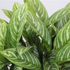 Binnenplanten Winkel -Binnenplanten Winkel 8717263547655 2