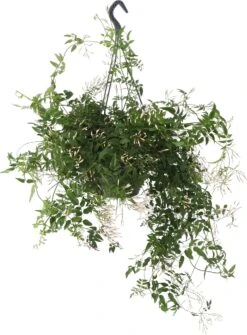Jasmijn (Jasminum Polyanthum) D 17 H 50 Cm
