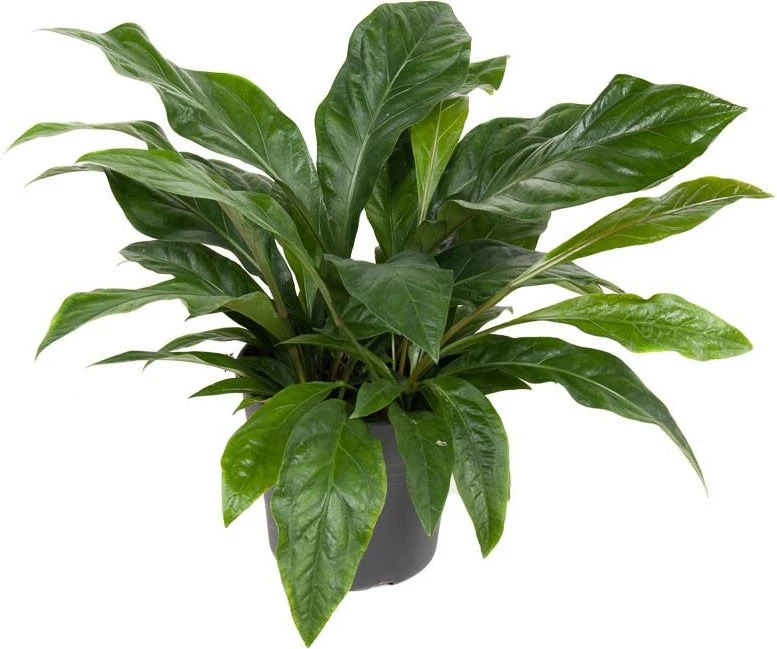 Langbladige Flamingoplant (Anthurium 'Jungle Bush') D 31 H 80 Cm