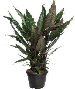 Binnenplanten Winkel 23 Alocasia (Alocasia Lauterbachiana) D 35 H 120 Cm