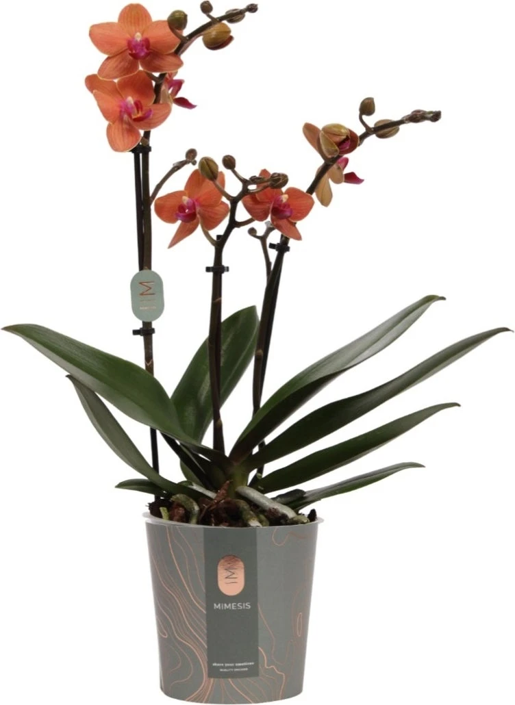 Vlinderorchidee (Phalaenopsis Multiflora) Oranje D 12 H 50 Cm 3 Vlinderorchidee (Phalaenopsis Multiflora) Oranje D 12 H 50 Cm