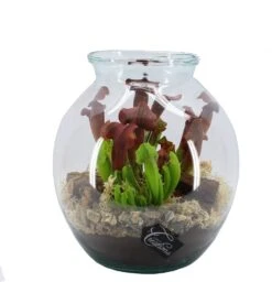 Intratuin Arrangement Trompetbekerplant (Sarracenia) In Glas D 29 H 32 Cm