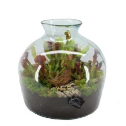 Intratuin Arrangement Trompetbekerplant (Sarracenia) In Glas D 34 H 35 Cm