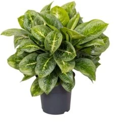 Aglaonema (Aglaonema 'Lemon Mint') D 19 H 45 Cm