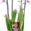 Cambria-orchidee (Cambria) D 17 H 75 Cm 1 Cambria-orchidee (Cambria) D 17 H 75 Cm -Binnenplanten Winkel 8720196509478