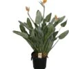 Paradijsvogelbloem (Strelitzia Reginae) D 40 H 170 Cm -Binnenplanten Winkel 8720196512683