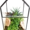 Intratuin Arrangement Plantenkasje Met Kamerplanten D 12 H 21 Cm -Binnenplanten Winkel 8720196516261