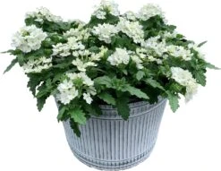 Intratuin Arrangement Zomerbloeiers In Schaal D 28 H 40 Cm