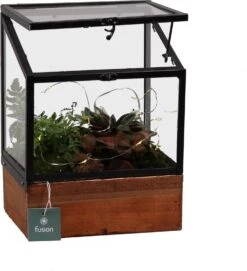 Intratuin Arrangement Kamerplant In Greenhouse Met LED D 19 H 28 Cm