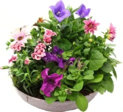 Intratuin Arrangement Zomerbloeiers In Schaal D 30 H 30 Cm