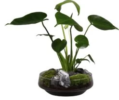 Intratuin Arrangement Glazen Schaal Met Monstera D 24 H 44 Cm