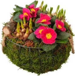 Intratuin Arrangement Voorjaarsplanten In Draadmand D 27 H 29 Cm