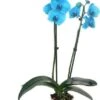 Vlinderorchidee (Phalaenopsis 'Royal Blue') D 12 H 55 Cm -Binnenplanten Winkel 8720196627356