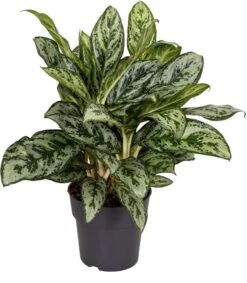 Aglaonema (Aglaonema 'Laurel Green') D 19 H 45 Cm