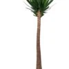 Yucca (Yucca Elephantipes) D 40 H 250 Cm -Binnenplanten Winkel 8720196662272 1