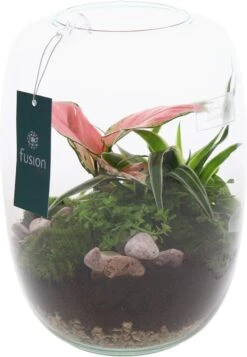 Intratuin Arrangement Kamerplant In Glazen Vaas D 19 H 22,5 Cm