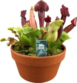 Intratuin Arrangement Vleesetende Planten In Terracotta D 16 H 30 Cm