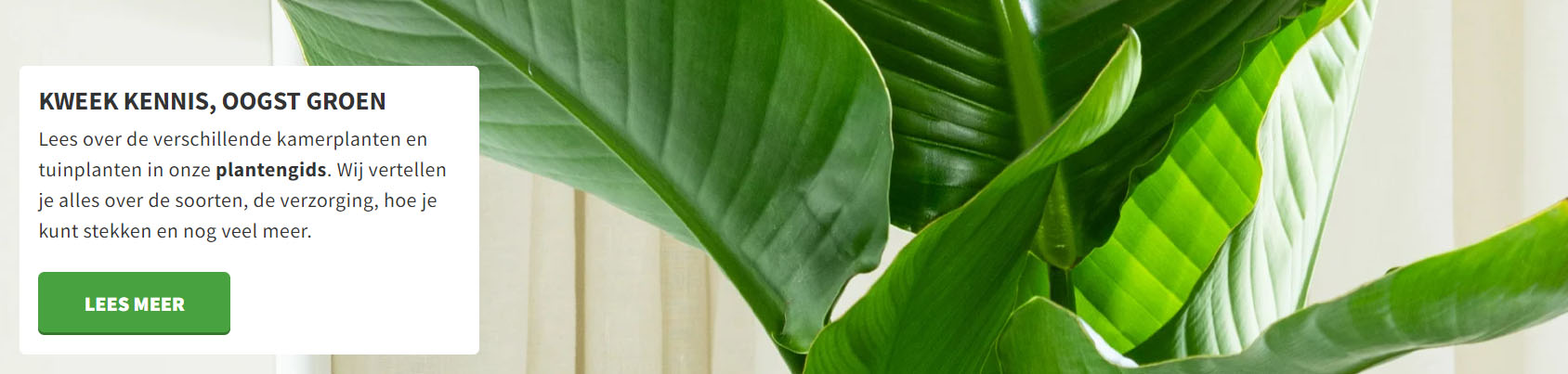 Binnenplanten Winkel -Binnenplanten Winkel 7II